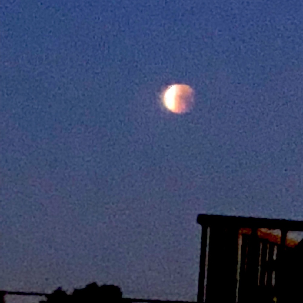 Meet your Posher, Daisy